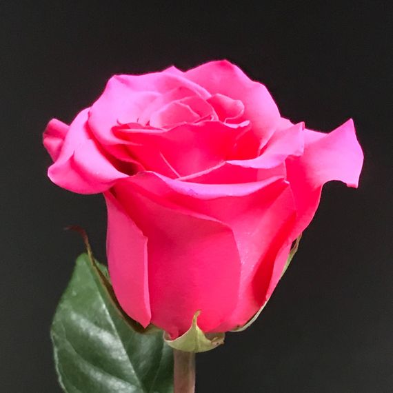 Роза V. I. Pink, Эквадор