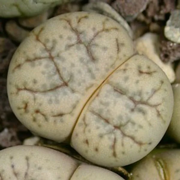 Литопс (C188 Lithops werneri) живые камни семена