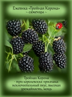 Ежевика Тройная Корона бесшипая