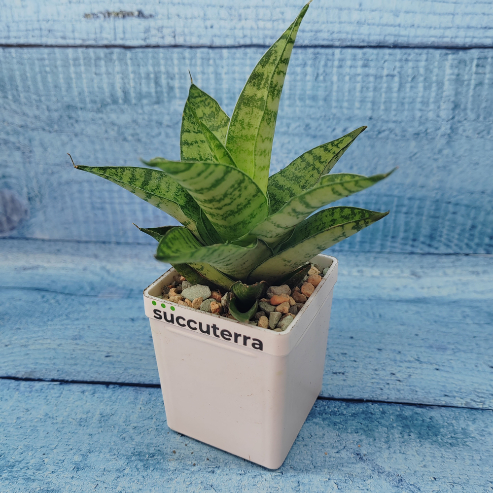 Sansevieria Tough Lady (Сансевиерия)