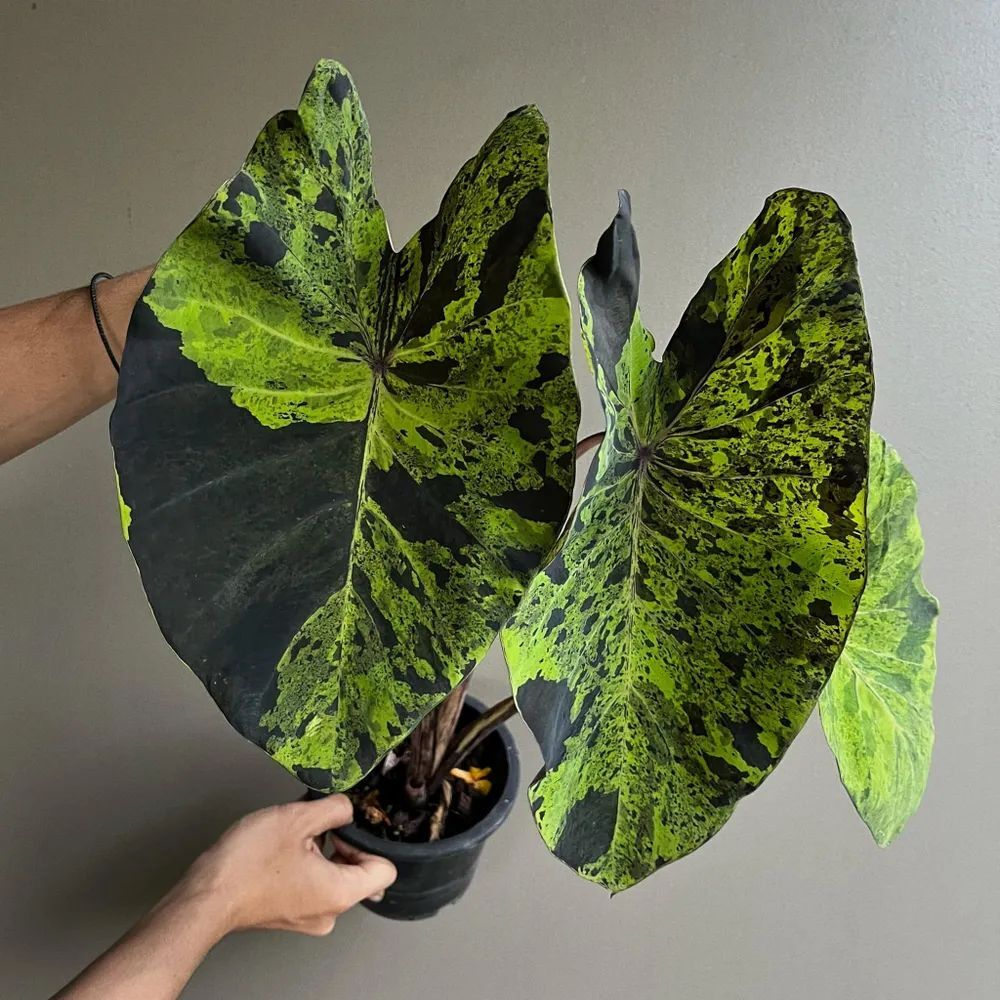 Колоказия Мохито (Colocasia Mojito) семена 5 штук