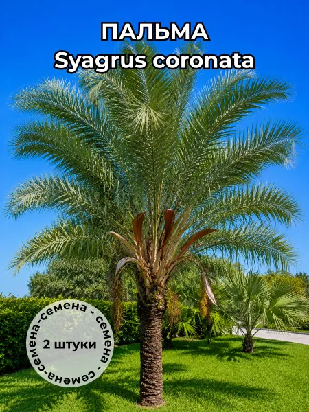 Пальма Сиагрус Syagrus coronata — семена, 2 шт.