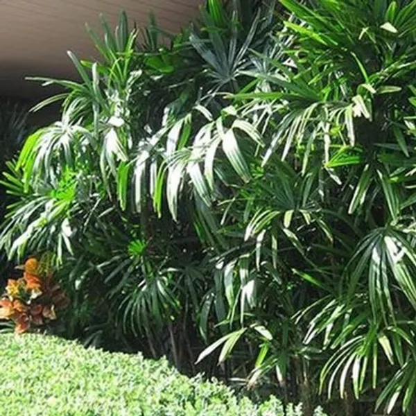 Пальма Rhapis excelsa 'Taiwan' семена 2 шт