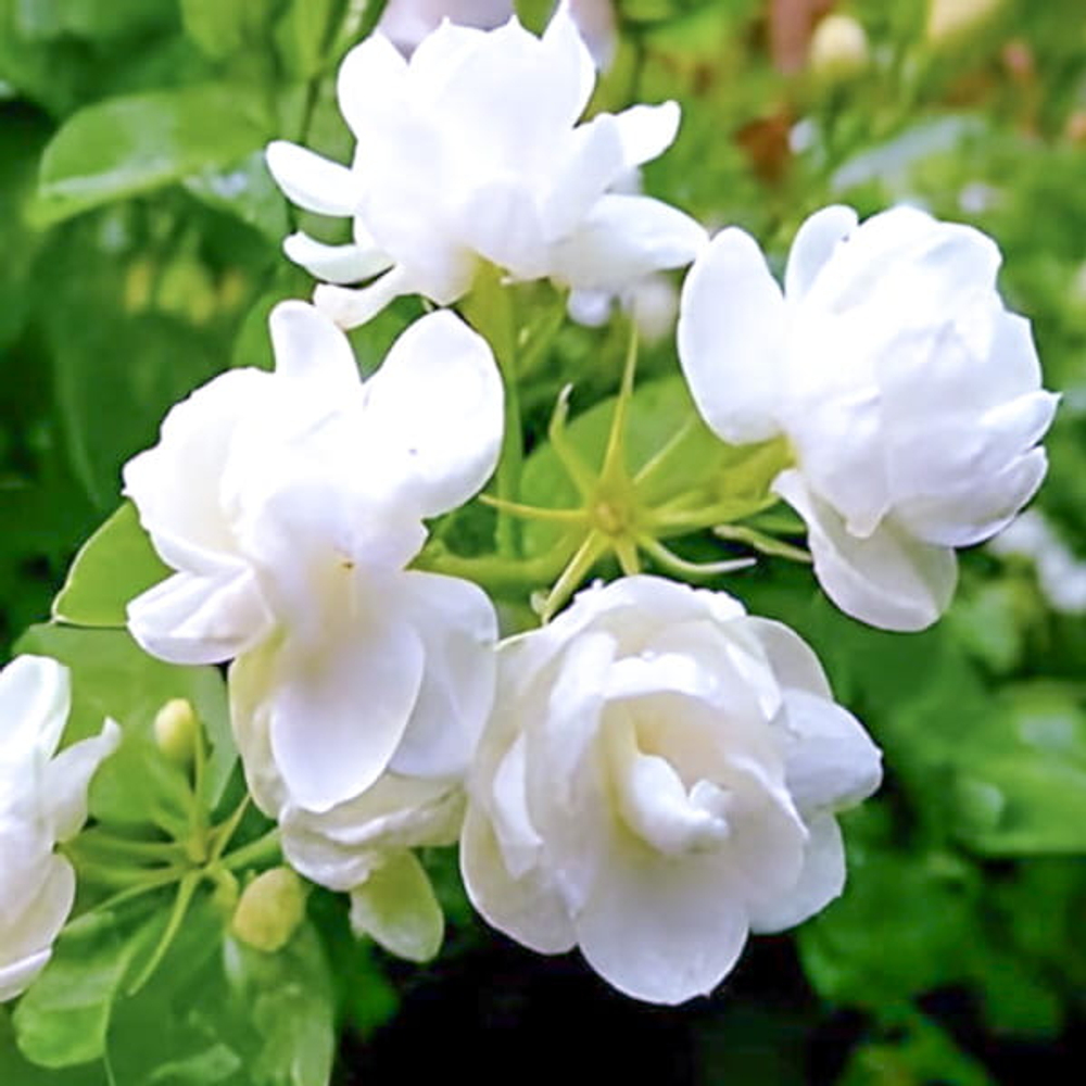 Жасмин самбак – Jasminum sambac (16)
