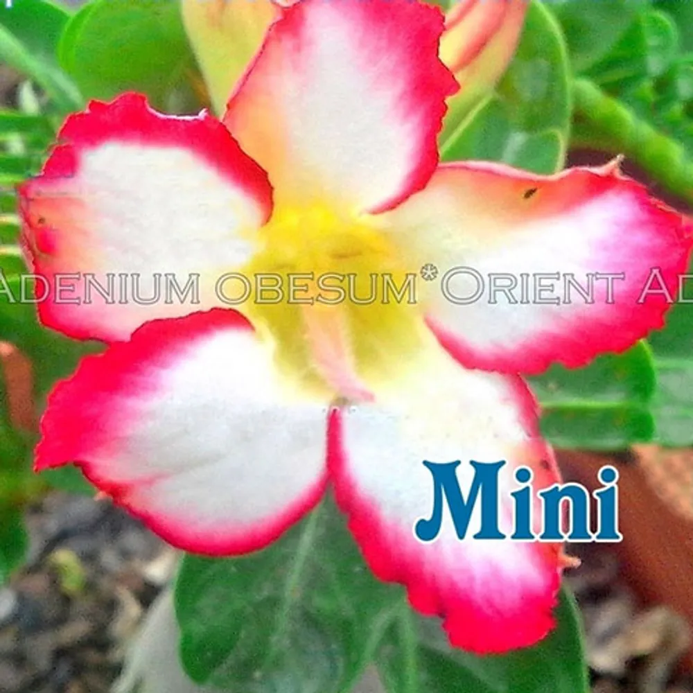 Адениум обессум карликовый Mini Size Star семена 1 шт