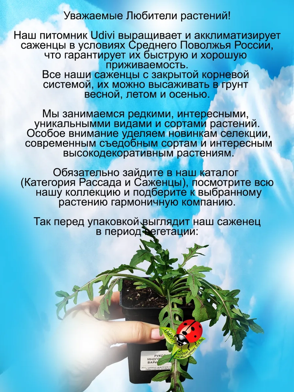 Рукола Вариегатная многолетняя