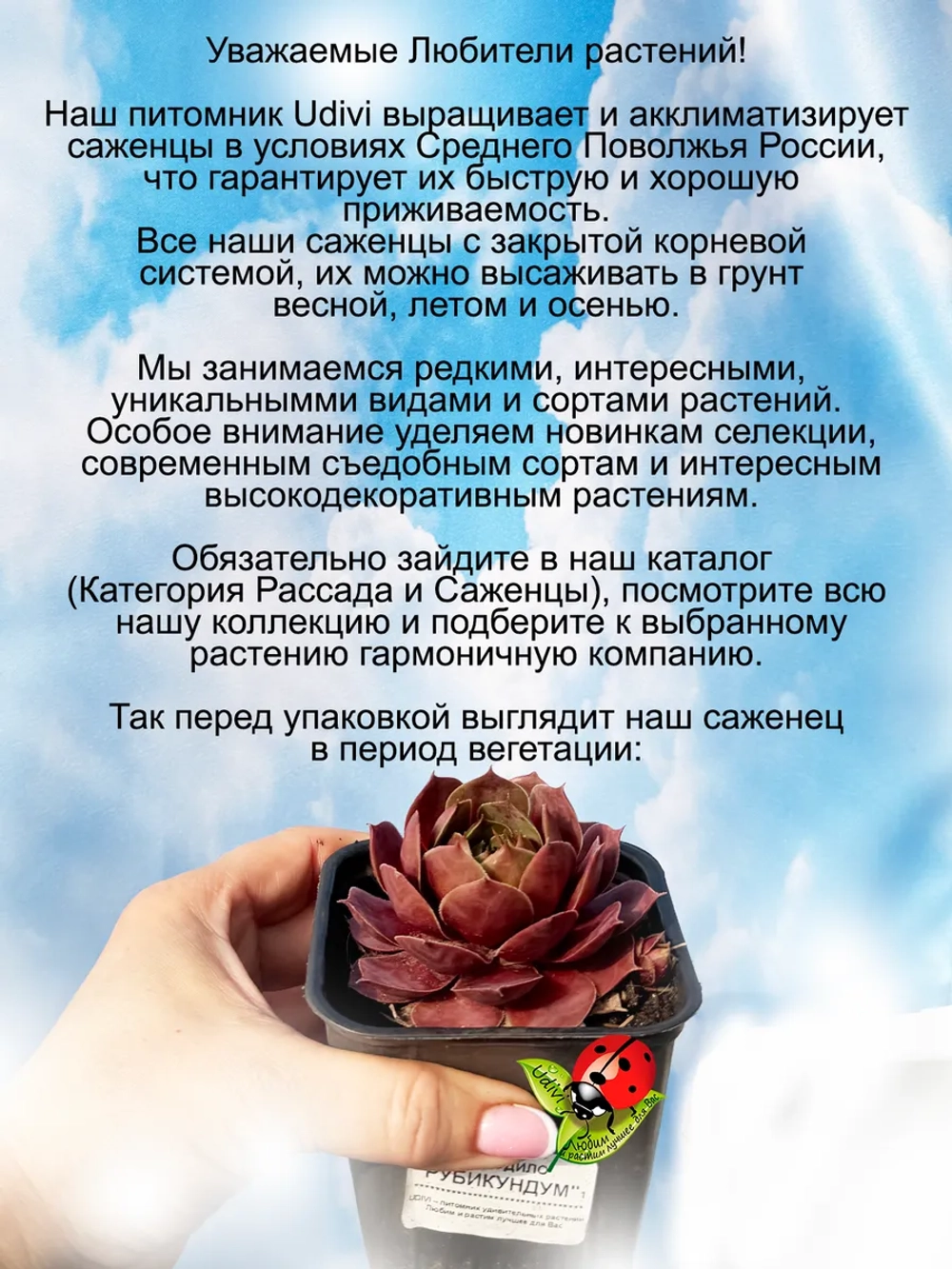 Молодило Хамелеон Рубикундум