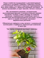 Гортензия Полярная звезда Полестар карликовая