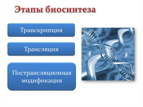 Модель-аппликация "Биосинтез белка"