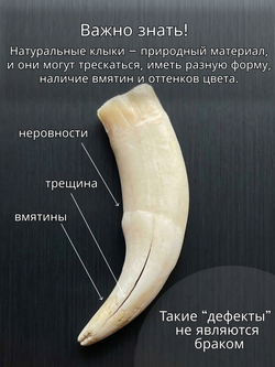 Кулон оберег амулет Настоящий Волчий Клык Зуб Волка талисман