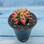 Gymnocalycium Variegata (Гимнокалициум Вариегатный)