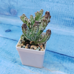 Monvillea Spegazzinii (Монвилея)