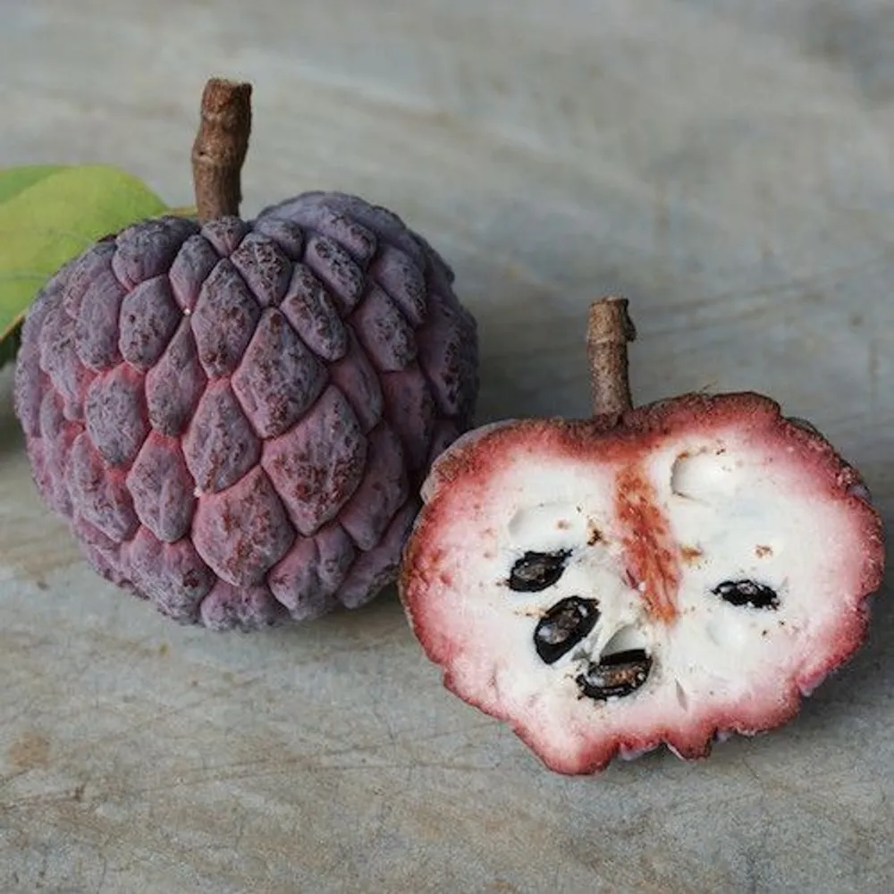 Сахарное Яблоко (Annona squamosa) фиолетовая семена 5 шт
