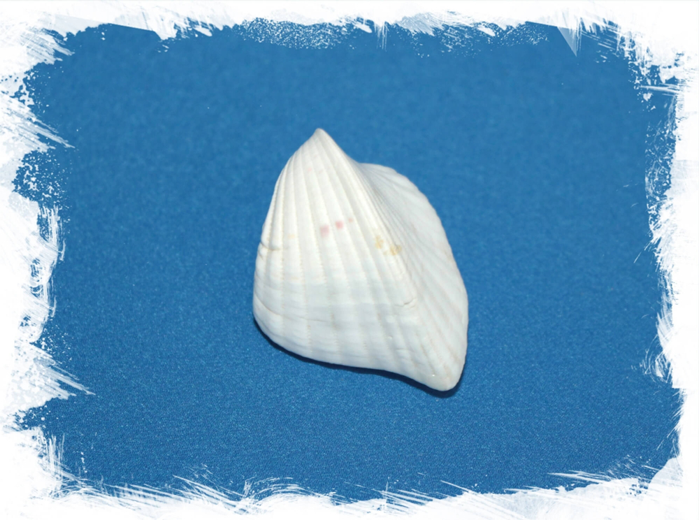 Hemi Cardium