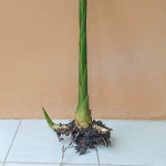 Геликония PSITTACORUM BIRD (Н100)