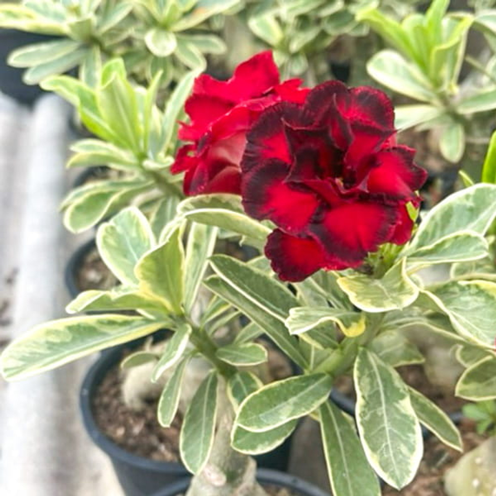 Адениум вариегатный WONDERFUL RED VAR (W47)