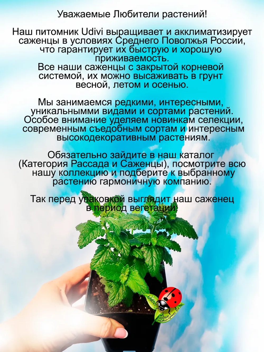 Вербена Ванесса Ком Лайм вегетативная