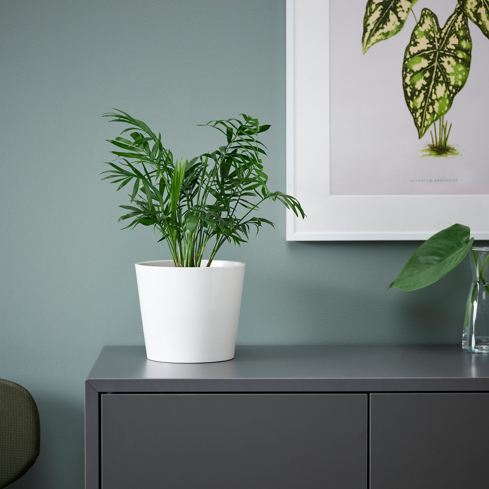 IKEA CHAMAEDOREA ELEGANS  (ИКЕА СХАМАЕДОРЕА ЕЛЕГАНС)  -  Комнатное растение - пальма Хамедорея 9 см