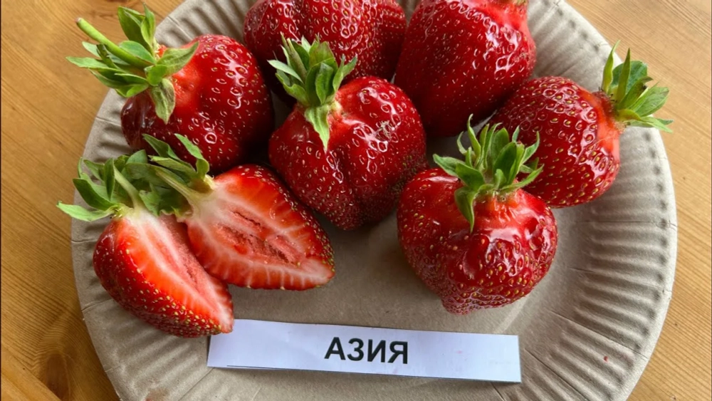 Клубника Азия Р9 Закупка Н18 май 2027