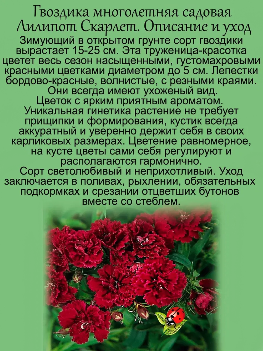 Гвоздика Лилипот Скарлет многолетняя, зимующая