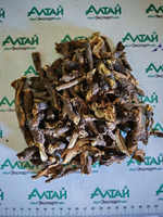 Патриния скальная (безразличка) корень Киргизия