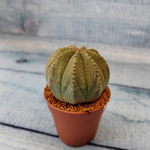 Euphoria Obesa (Эуфорбия)