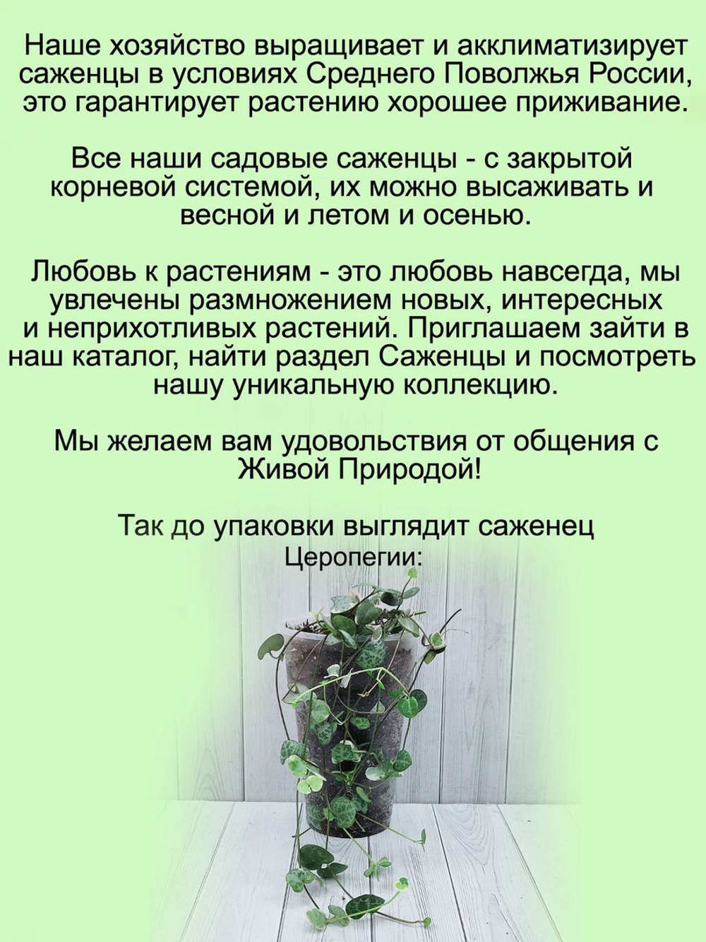 Церопегия Вуда ампельный суккулент