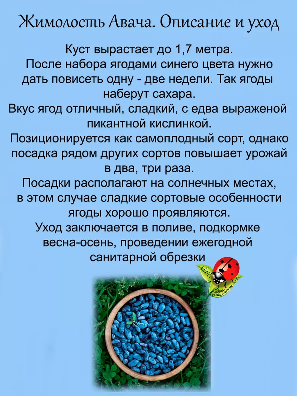 Жимолость Авача съедобная сладкая