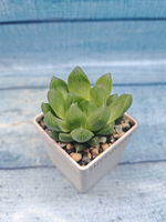 Haworthia Cymbiformis (Хавортия Ладьевидная)