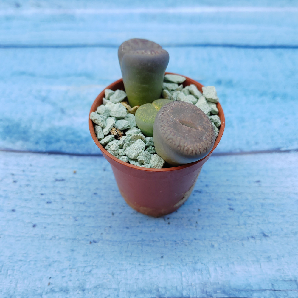 Lithops sp. (Литопсы)