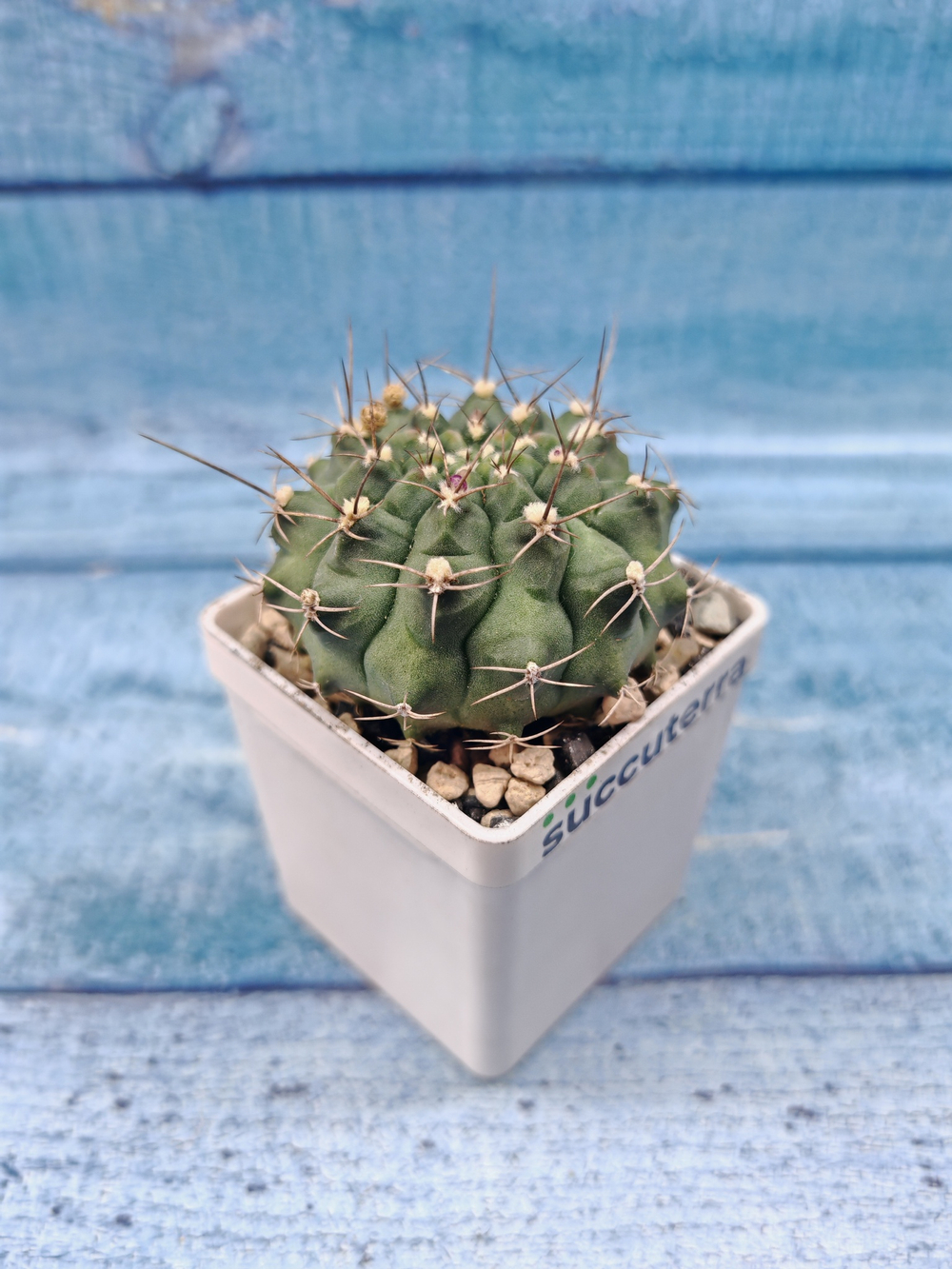 Gymnocalycium Anisitsii (Гимнокалициум)