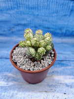Euphorbia Pseudoglobosa variagate (Эуфорбия)