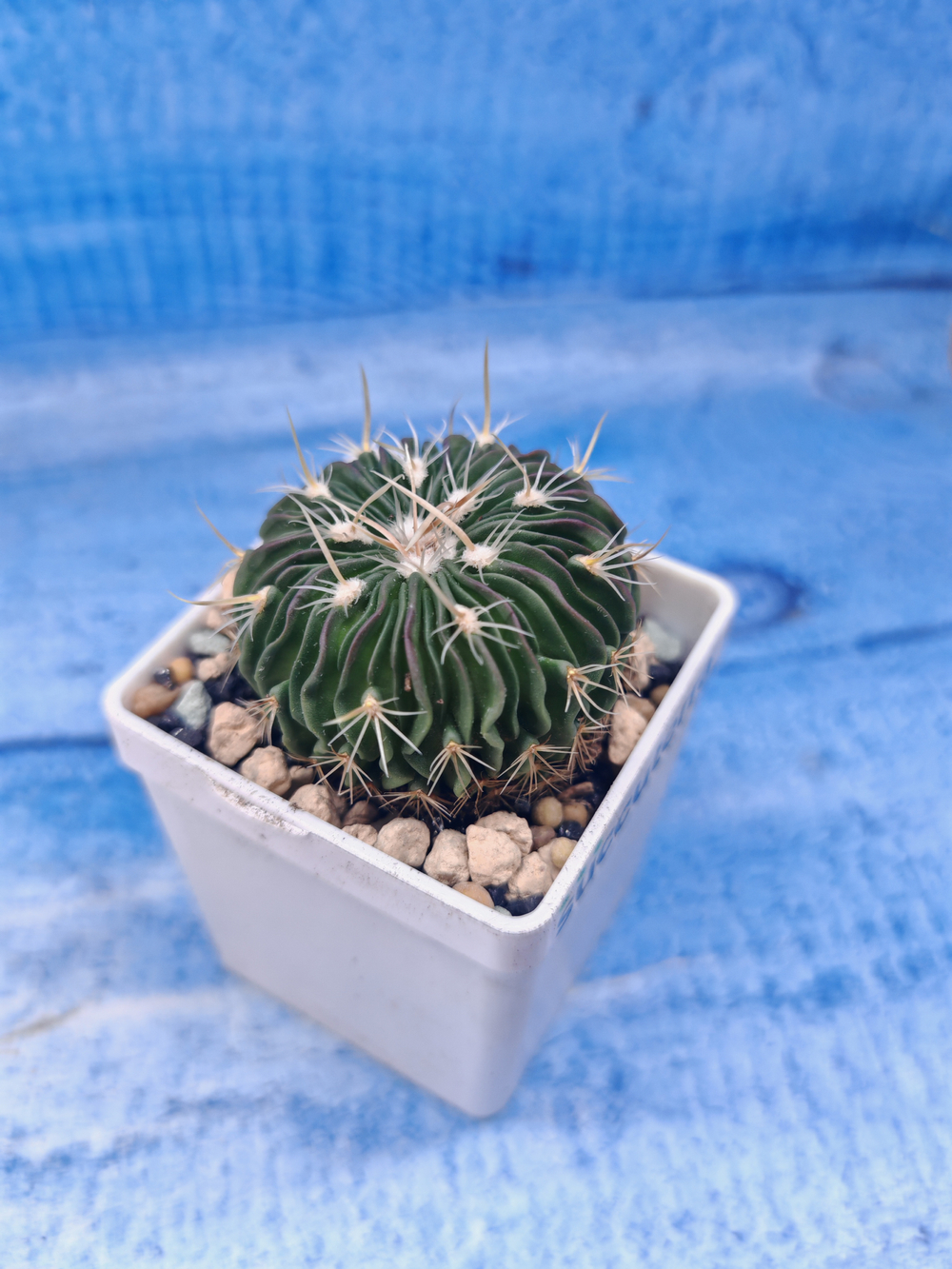 Echinofossulocactus Multicostatus (Эхинофоссулокактус)