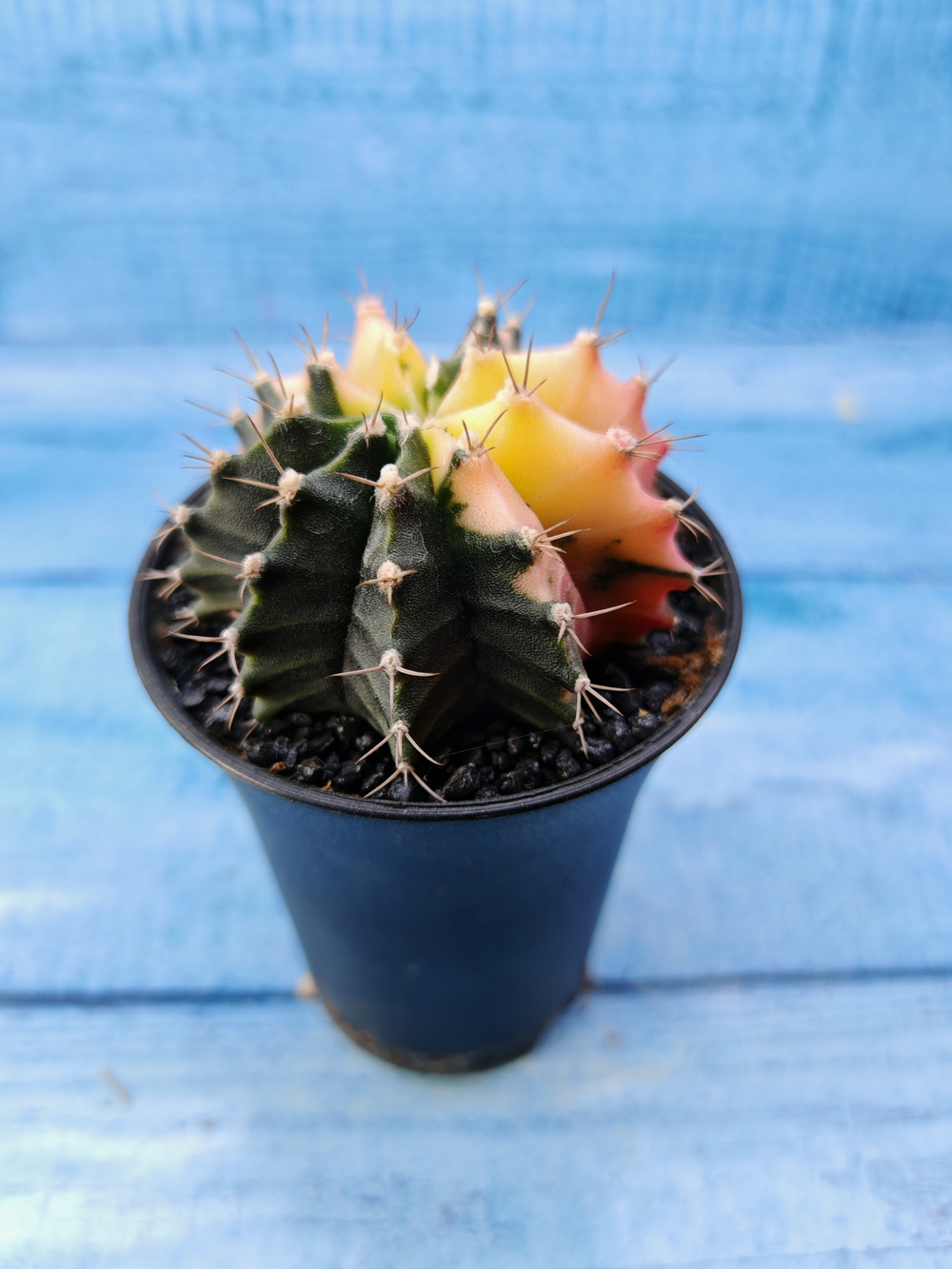 Gymnocalycium Variegata (Гимнокалициум Вариегатный)