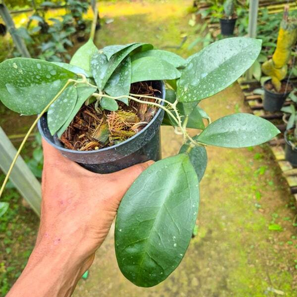 Хойя VERTICILLATA X AFF FORBESII