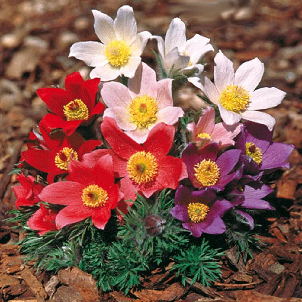 Pulsatilla Vulgaris Heiler-Hybrids