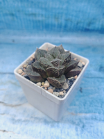 Haworthia Pygmaea (Хавортия)