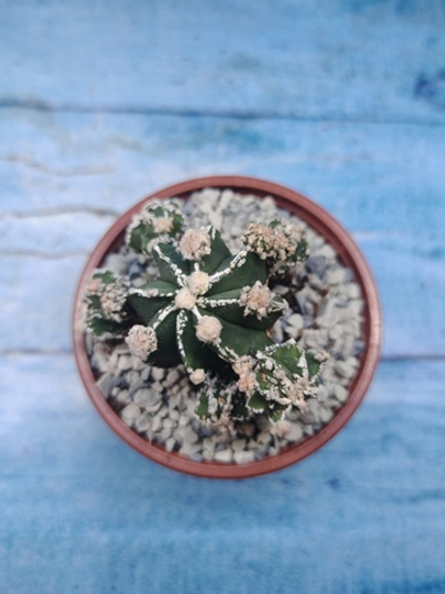 Astrophytum Myriostigma "Hakujo Fukuryu" (Астрофитум)