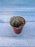 Euphoria Obesa (Эуфорбия)