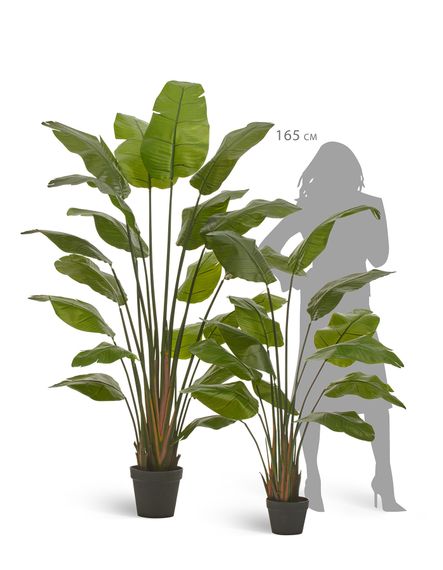 Стрелиция Traveller (Sensitive Botanic)