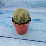 Euphoria Obesa (Эуфорбия)