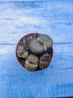 Lithops sp. (Литопсы)