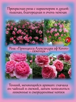 Роза Александра оф Кент английская кустовая