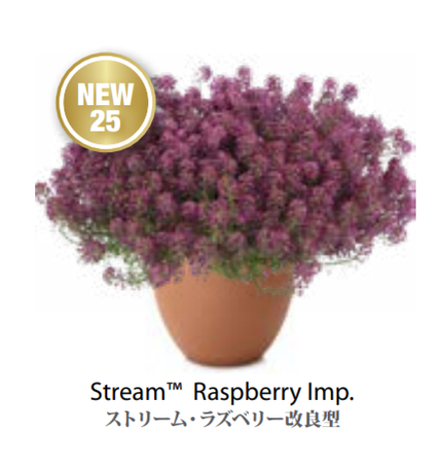 ЕВРО Лобулярия (Алиссум) Stream Raspberry Imp. укорененный ЕВРО черенок февраль поставка 21