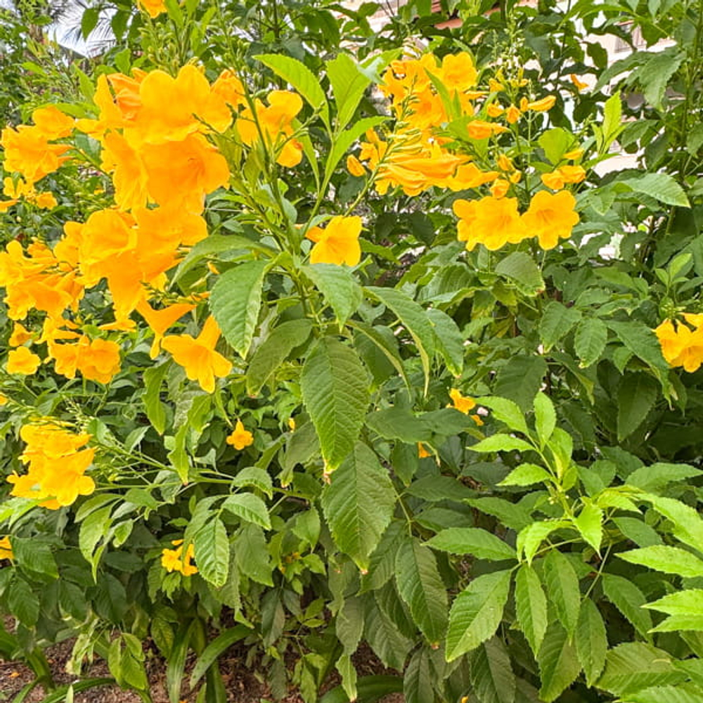 Текома прямостоячая желтая – Tecoma stans yellow (56)