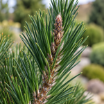green_macro