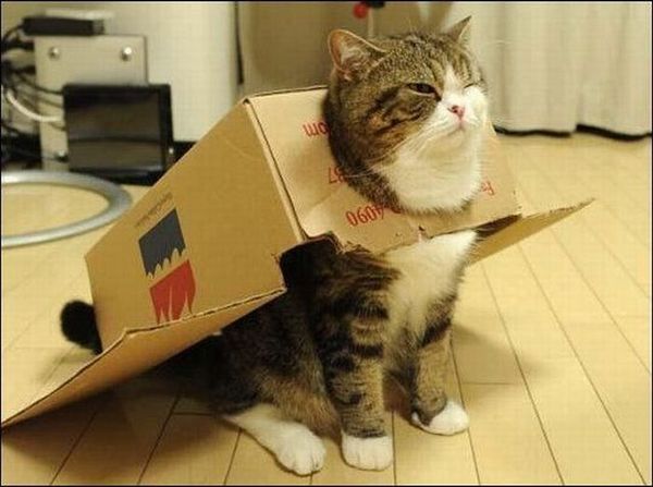 Кот и коробка Кот и коробка