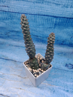 Tephrocactus Strobiliformis (Тефрокактус)