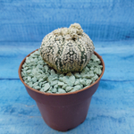 Astrophytum Asterias "Super Kabuto" (Астрофитум)